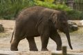 Dierentuin Amersfoort 06-09-2017