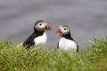 IJsland_dag1_puffin_DSC04756