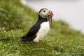 IJsland_dag1_puffin_DSC04795