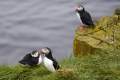 IJsland_dag1_puffin_DSC04901