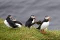 IJsland_dag1_puffin_DSC04905