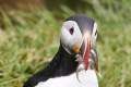 IJsland_dag1_puffin_DSC04933