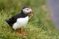 IJsland_dag1_puffin_DSC04937