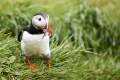 IJsland_dag1_puffin_DSC04957