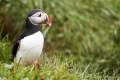 IJsland_dag1_puffin_DSC04968