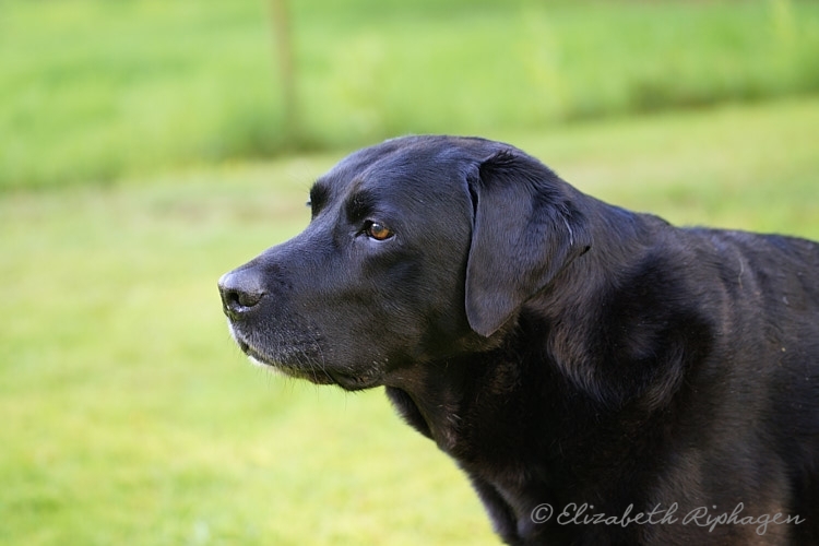 Biondo hond labrador mooie kop