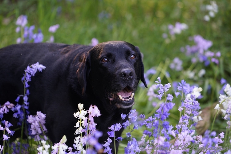 Biondo hond labrador blaft tussen bloemen