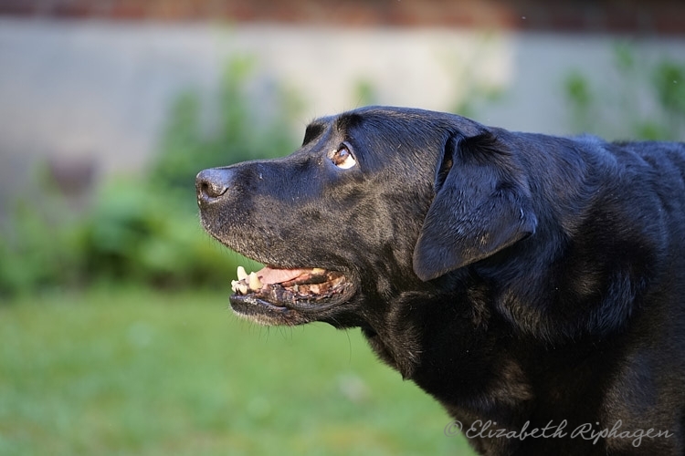 Biondo hond labrador blaft