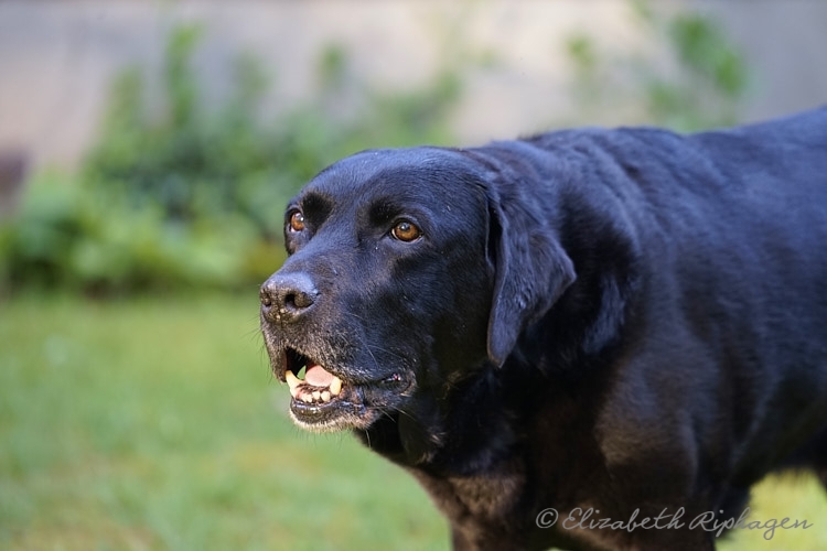 Biondo hond labrador blaft