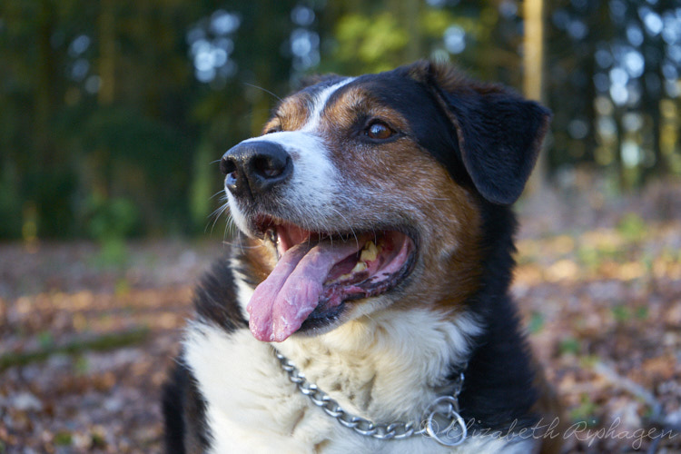 Timo hond kruising appenzeller kop