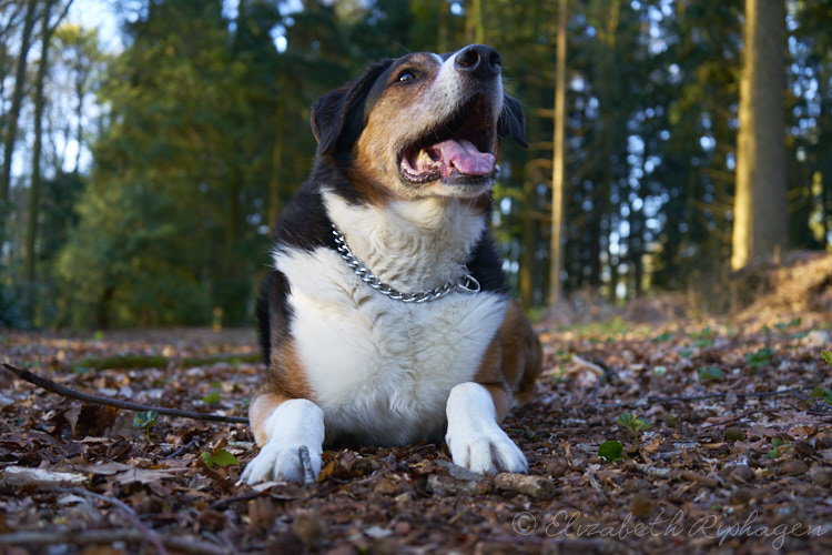 Timo hond kruising appenzeller kijkt omhoog