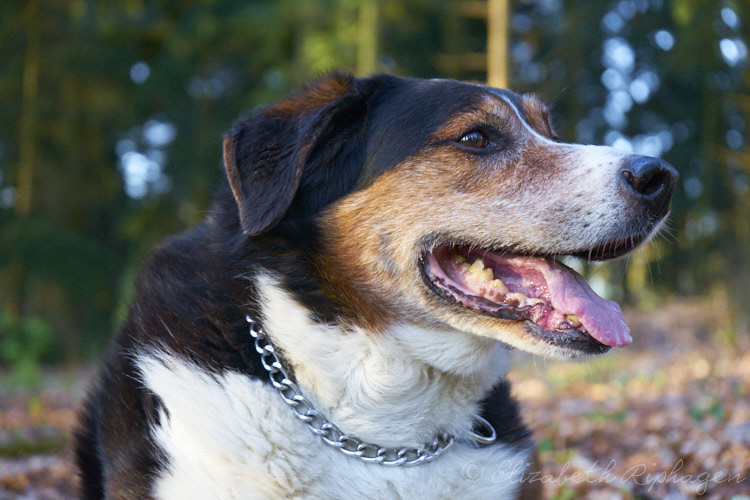 Timo hond kruising appenzeller kop