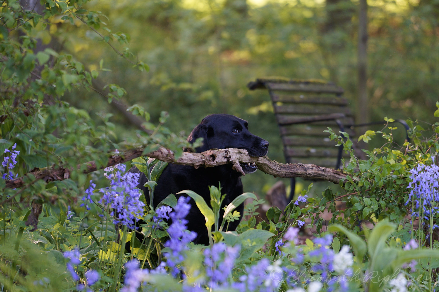 Biondo hond labrador apporteert tak