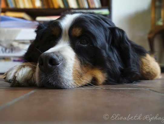 Nog 2 heerlijke honden