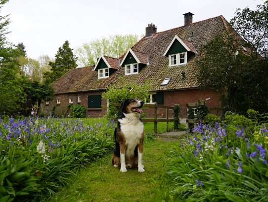 Een hele eigenwijze hond