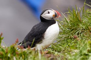 puffin papegaaiduiker ijsland Borgarfjordur eystri