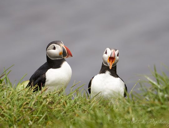 Dag 1 - IJsland - Puffins :-)