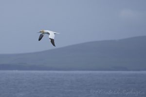 shetland eilanden en jan van gent