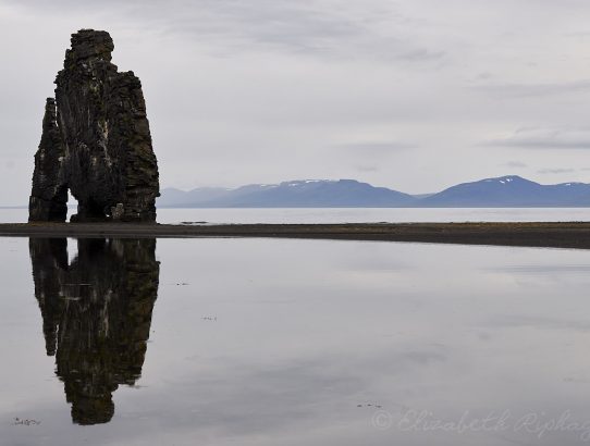 Dag 6 - IJsland - Arctic terns :-)
