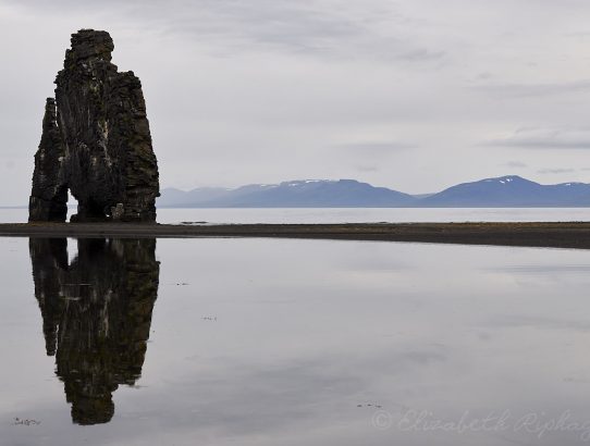 Dag 6 - IJsland - Arctic terns :-)