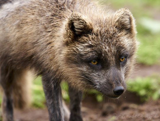 Dag 8 - IJsland - Arctic foxes