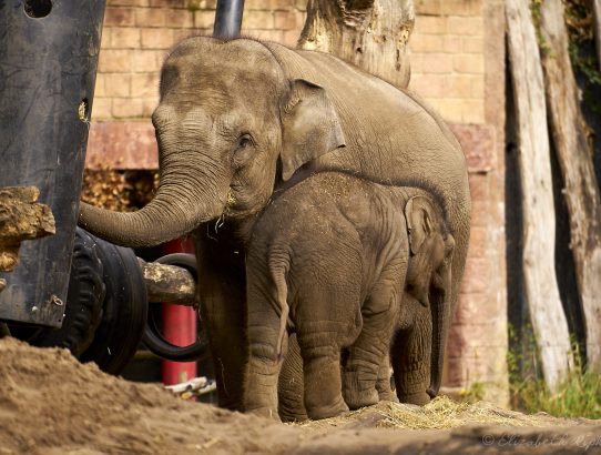 DierenPark Amersfoort