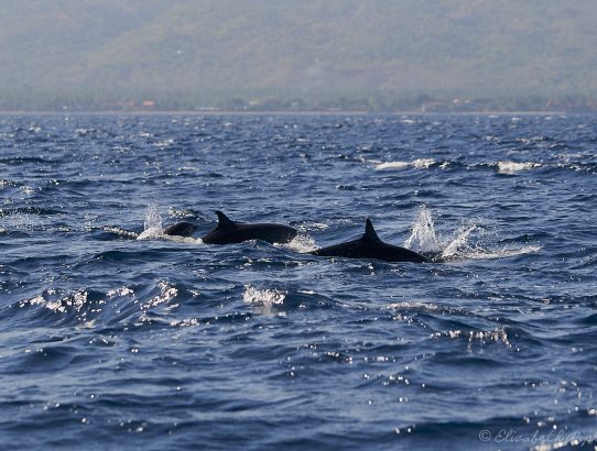 Bali - Lovina Beach - Dolfijnen spotten en snorkelen