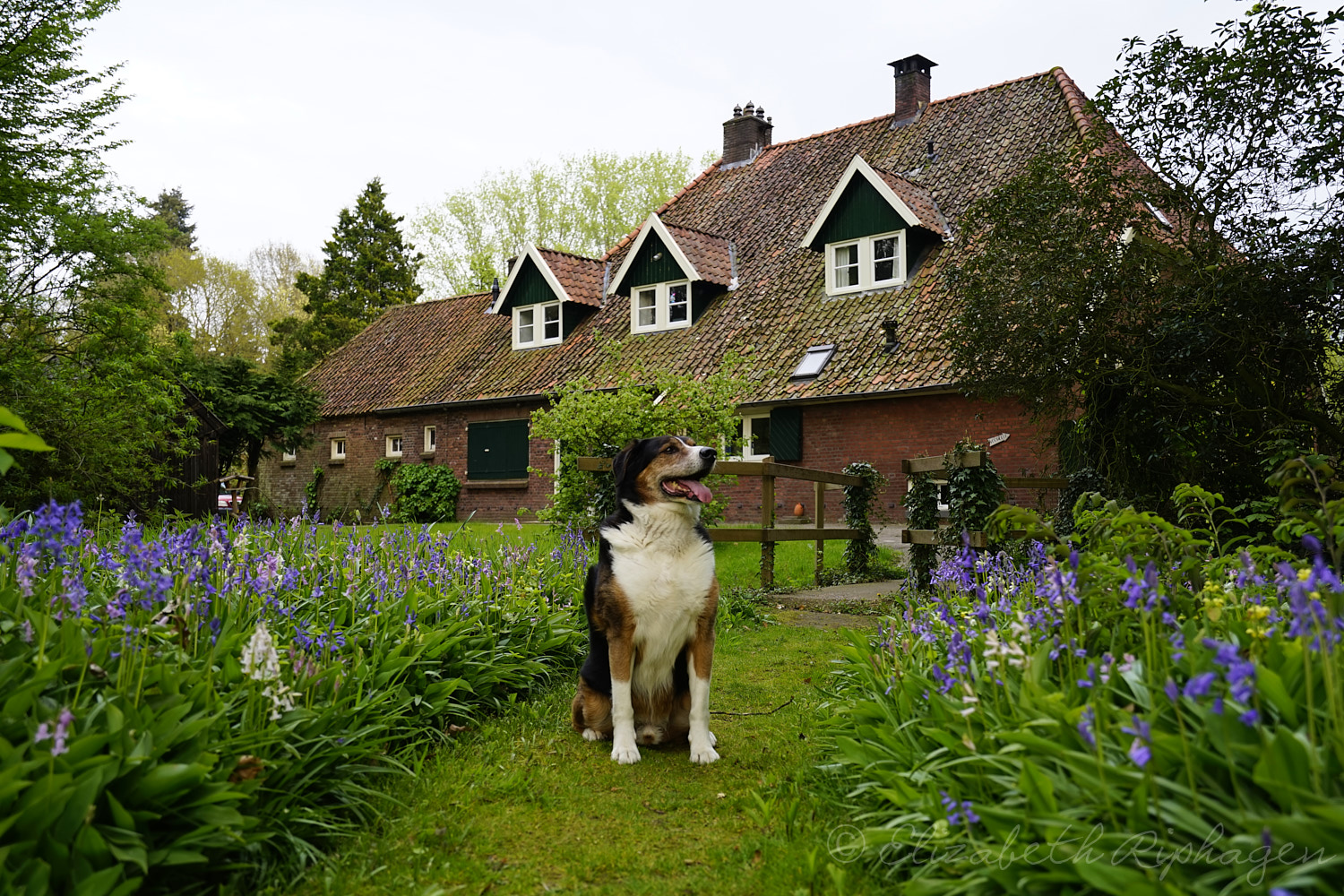 Timo hond appenzeller bewaakt zijn huis